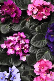 Beautiful blooming violets as background, top view. Plants for house decor