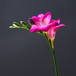 Beautiful freesia flower on dark background