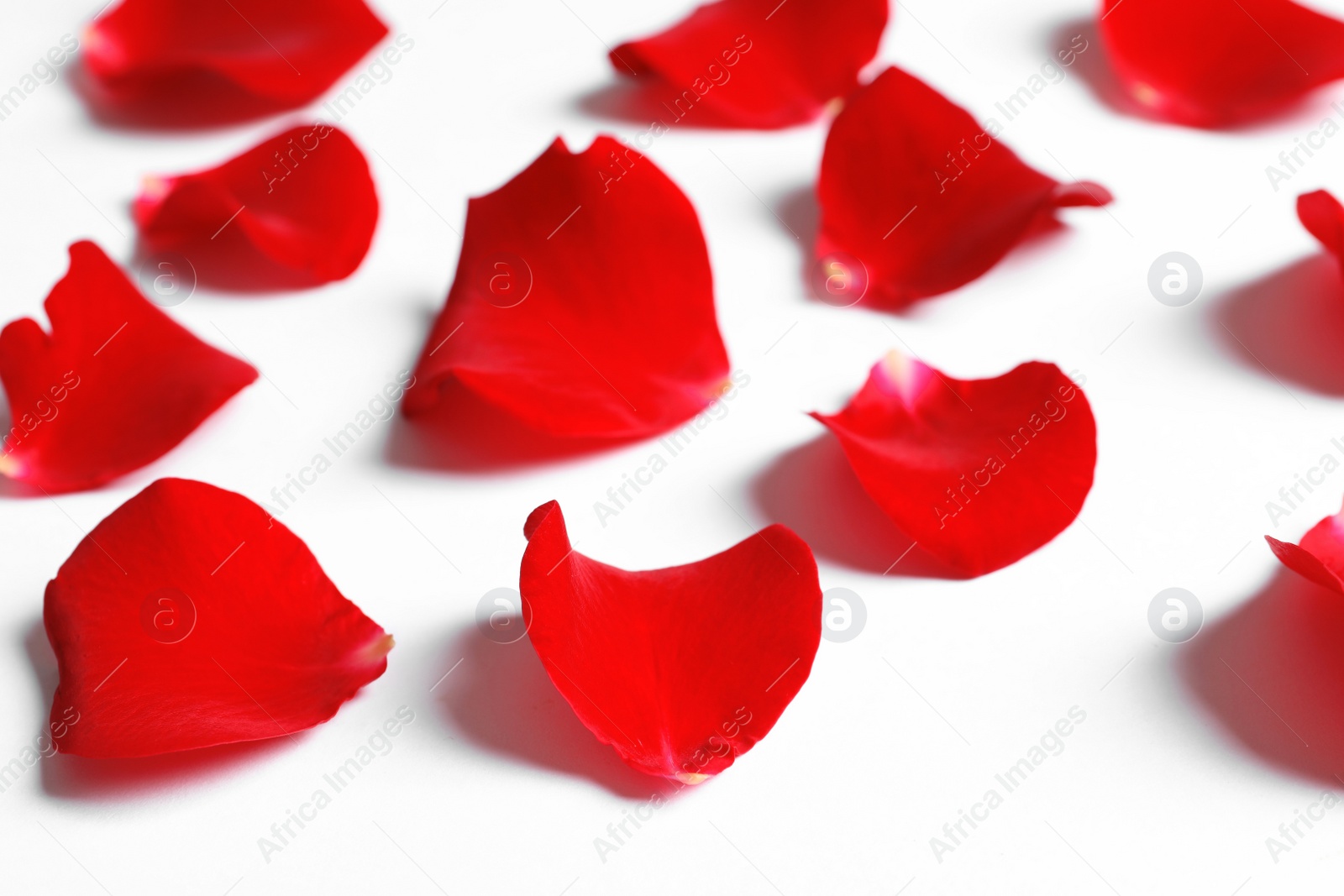 Photo of Beautiful red rose petals on white background