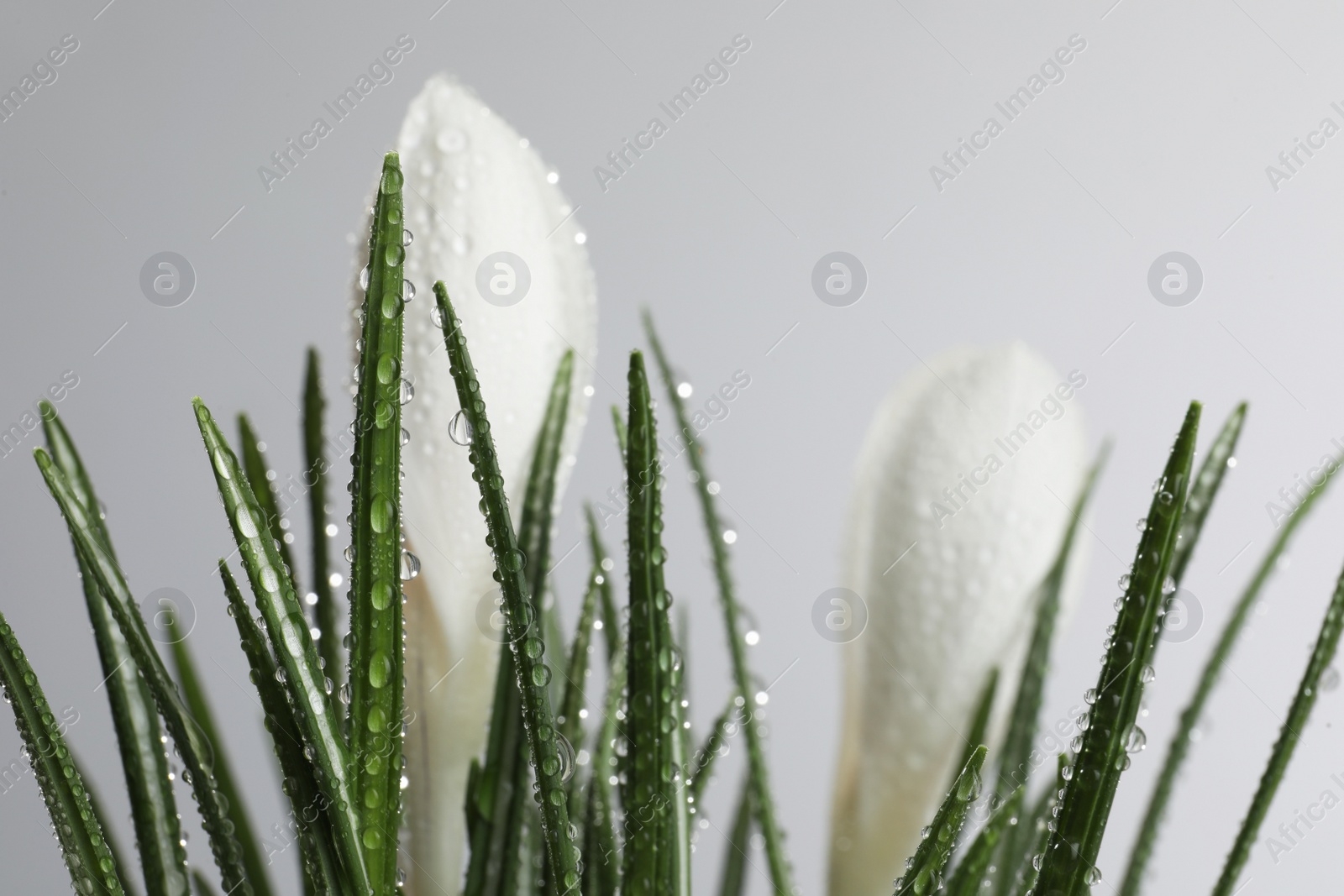 Photo of Beautiful crocuses with dew drops on white background, closeup
