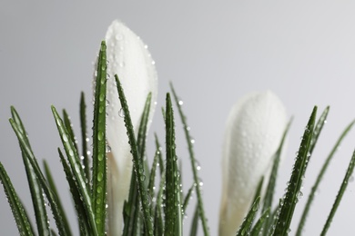 Photo of Beautiful crocuses with dew drops on white background, closeup