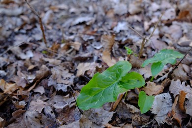 Photo of Beautiful green plant growing in fallen leaves outdoors. Space for text