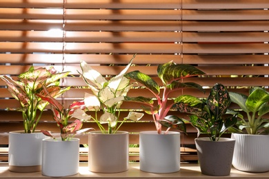 Photo of Beautiful houseplants on wooden window sill indoors
