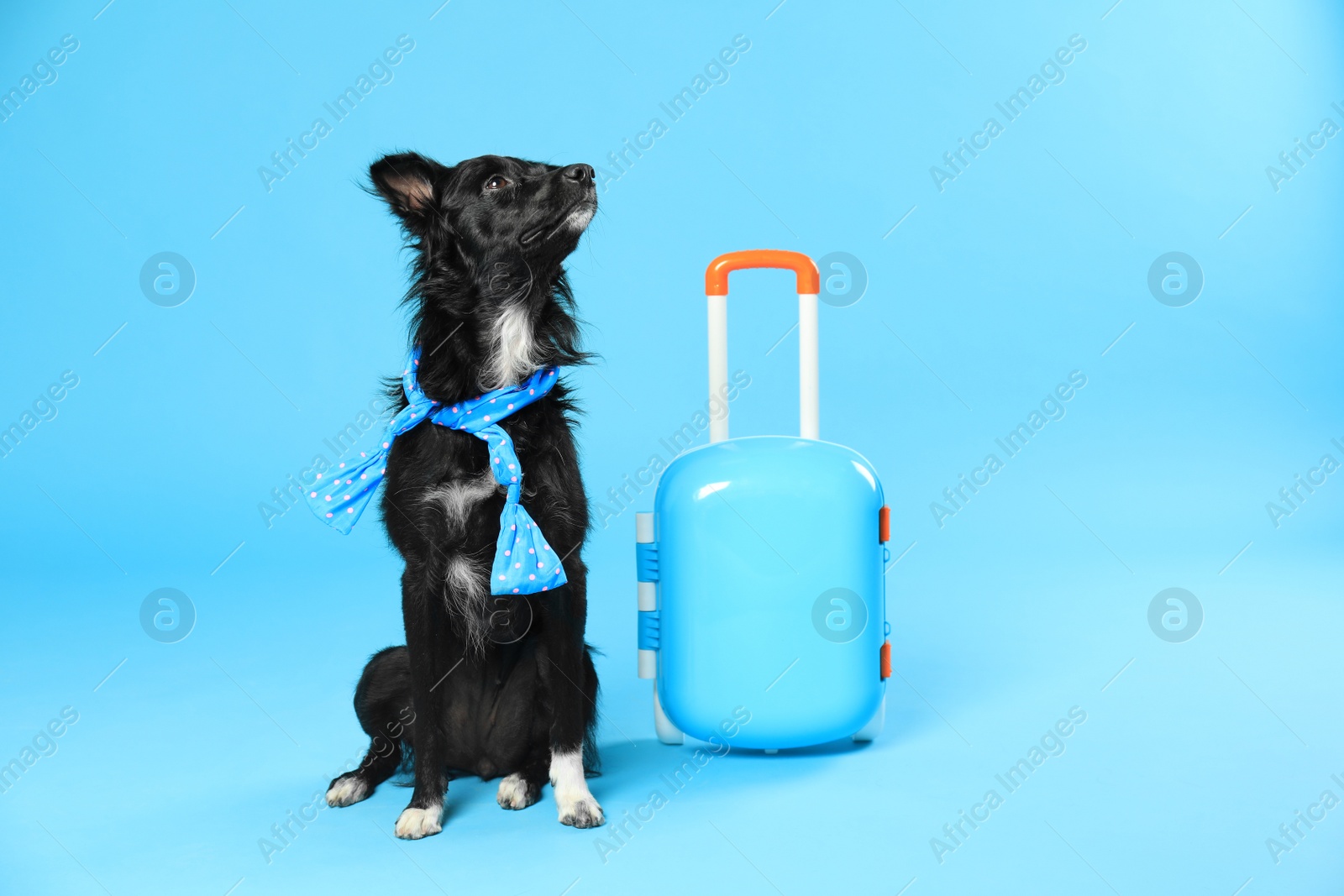 Photo of Cute dog with scarf and small suitcase on blue background