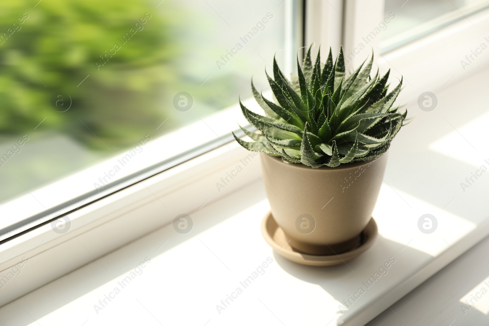 Photo of Beautiful potted plant on windowsill at home. Space for text