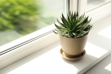 Photo of Beautiful potted plant on windowsill at home. Space for text
