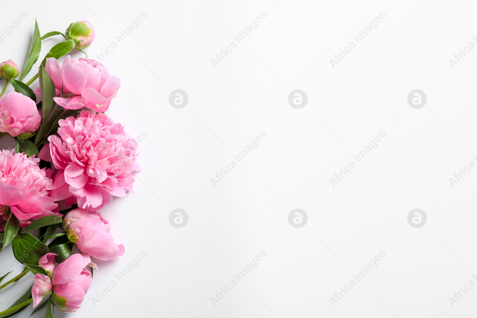 Photo of Beautiful fragrant peony flowers on white background