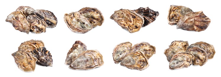 Image of Set with fresh raw oysters on white background. Banner design