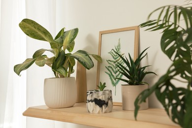 Photo of Beautiful green houseplants and picture on wooden shelf indoors. Interior design