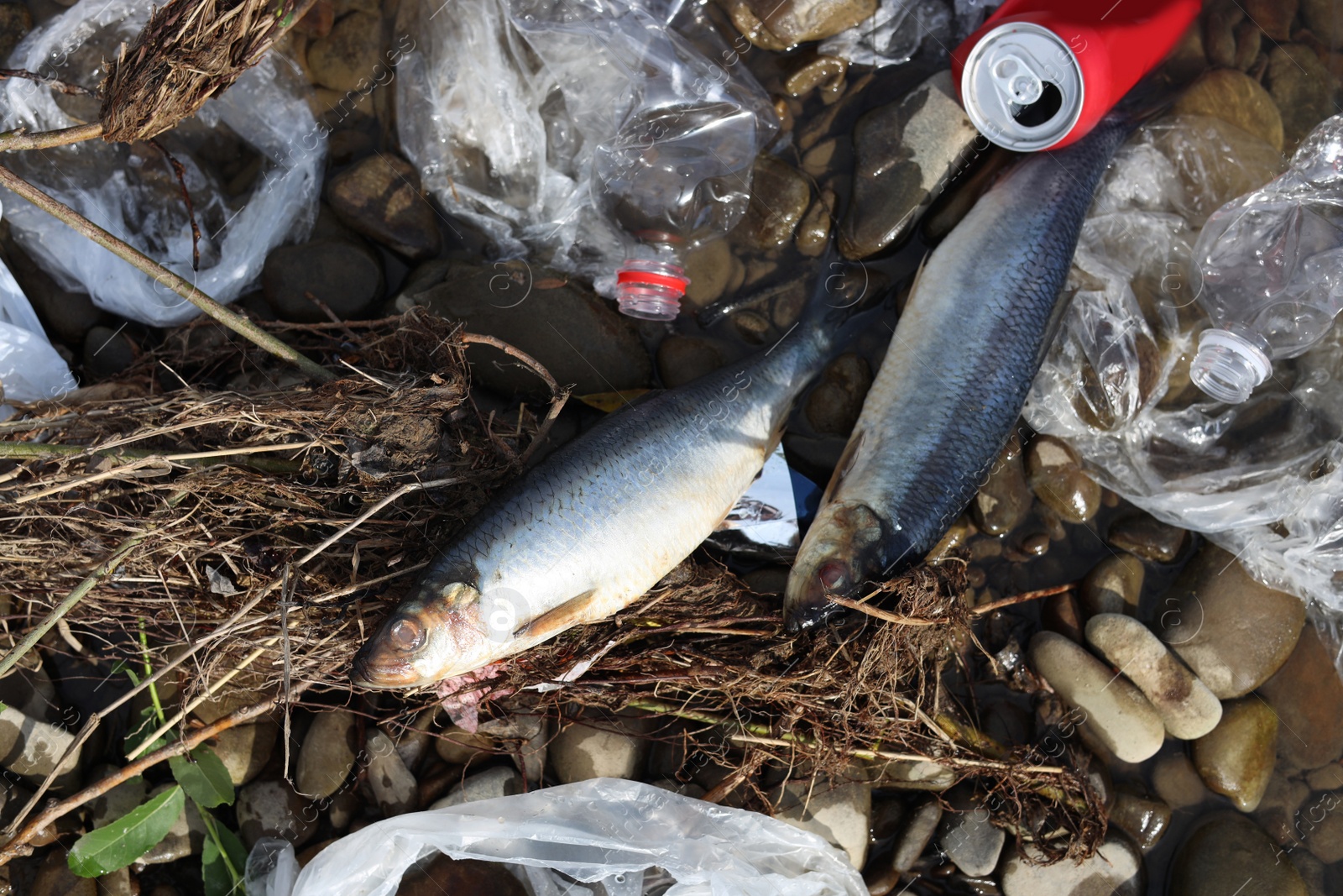 Photo of Dead fishes among trash near river, flat lay. Environmental pollution concept