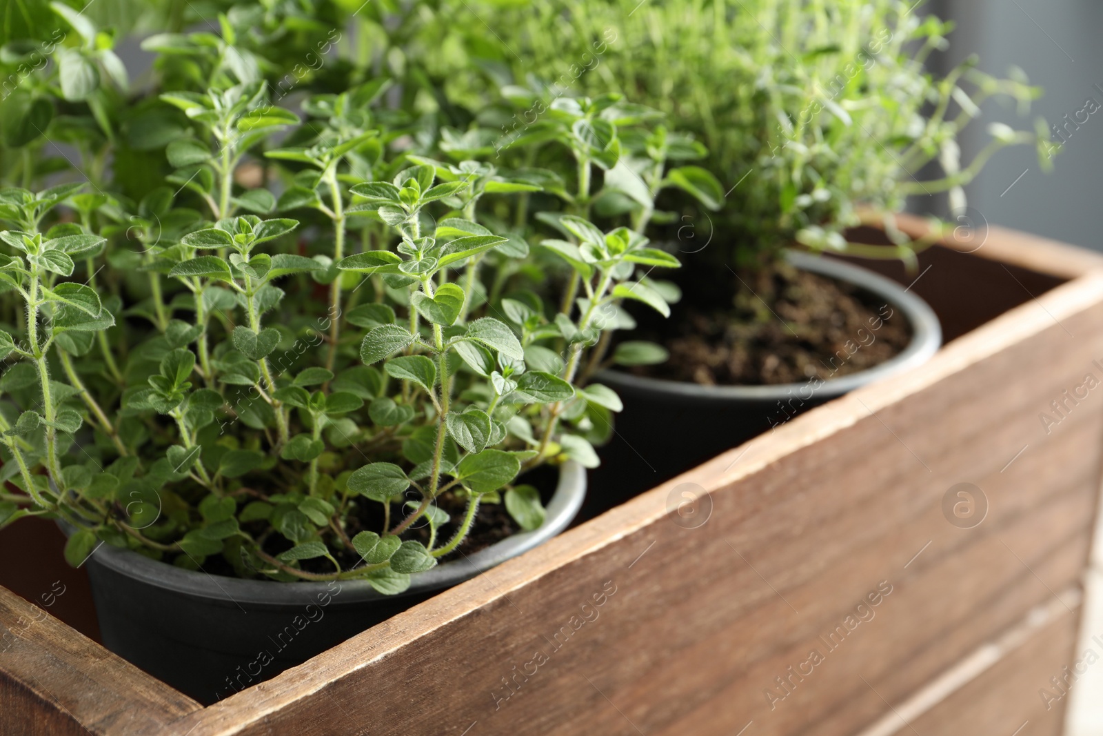 Photo of Different aromatic potted herbs in wooden crate, closeup