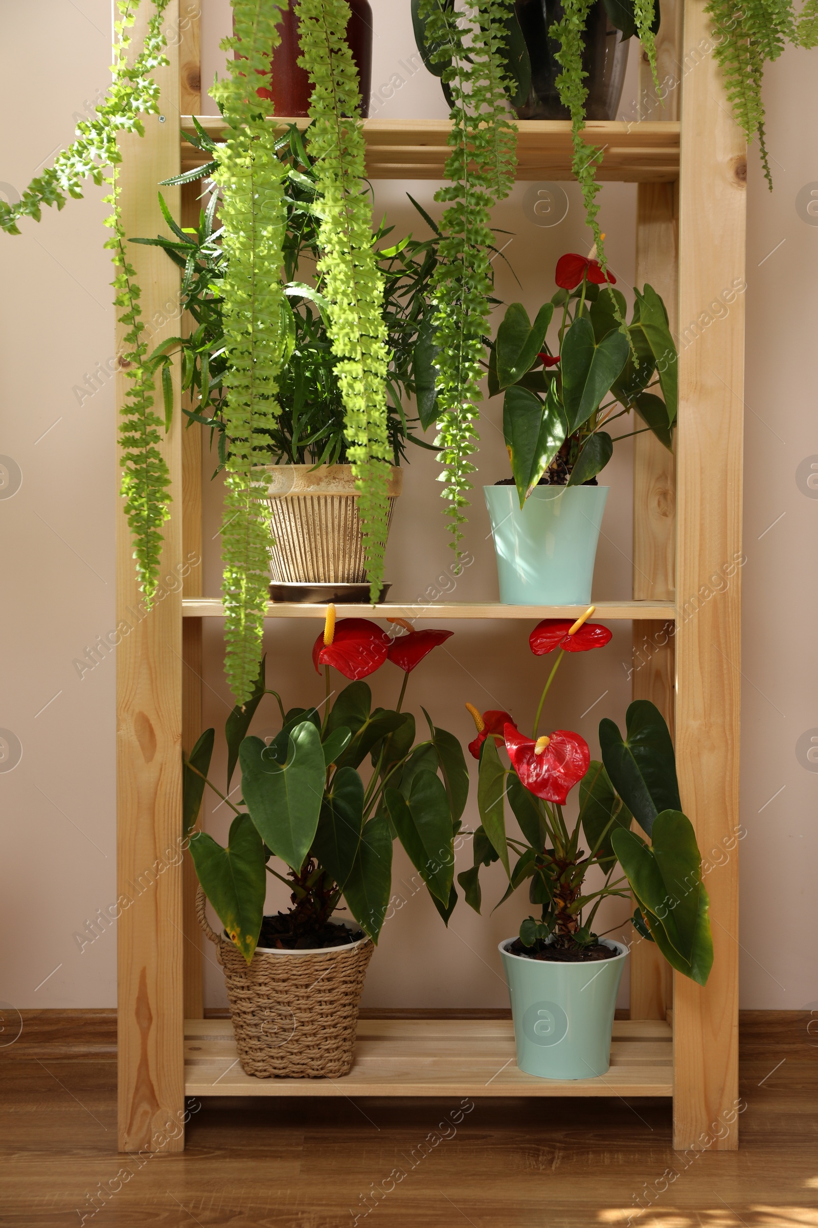 Photo of Beautiful houseplants in pots indoors. House decor