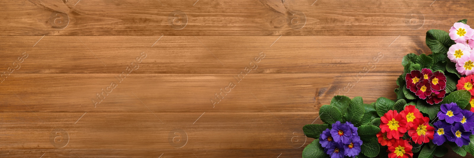 Image of Beautiful spring primula (primrose) flowers on wooden background, flat lay with space for text. Banner design