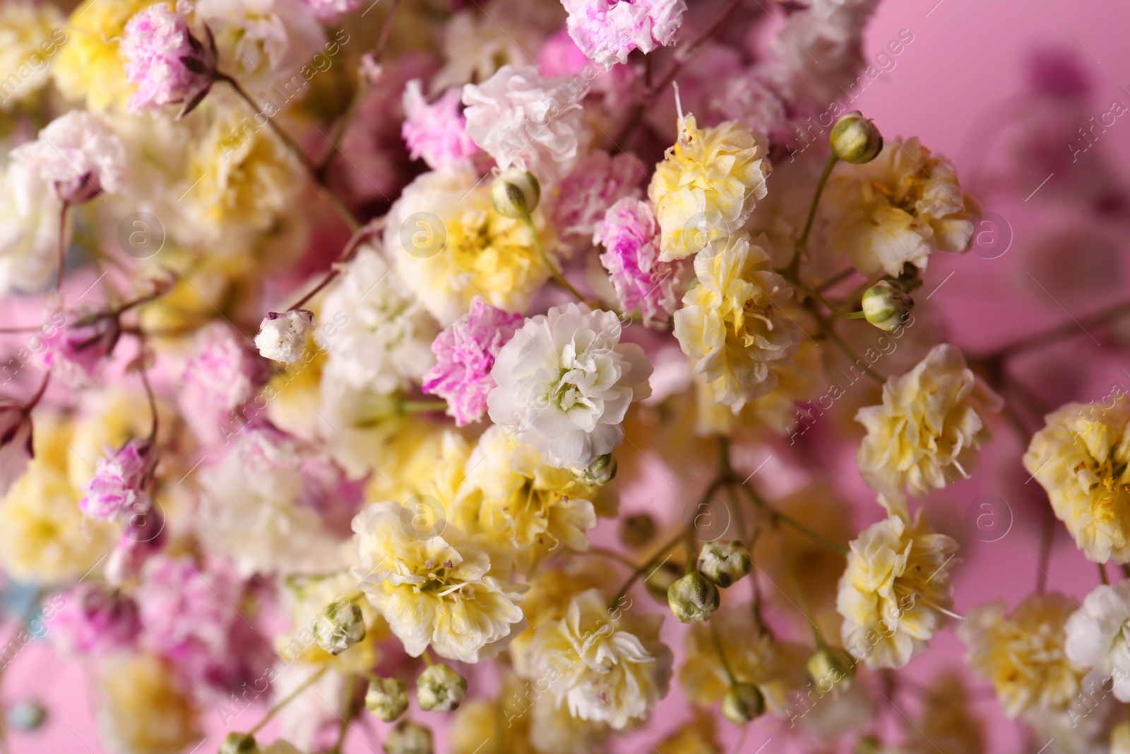 Photo of Beautiful dyed gypsophila flowers on pink background, closeup