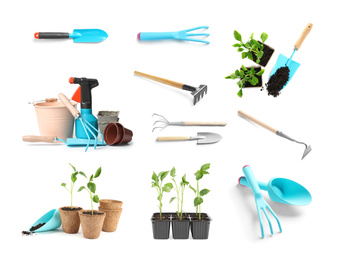 Image of Set of gardening tools and vegetable seedlings on white background