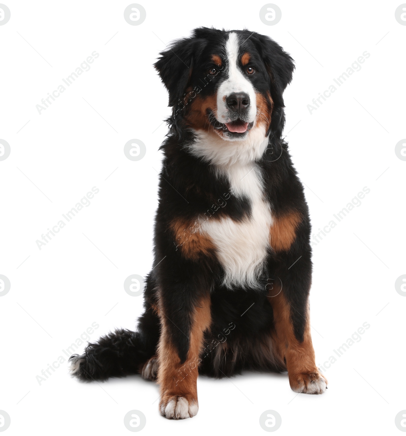 Photo of Funny Bernese mountain dog on white background