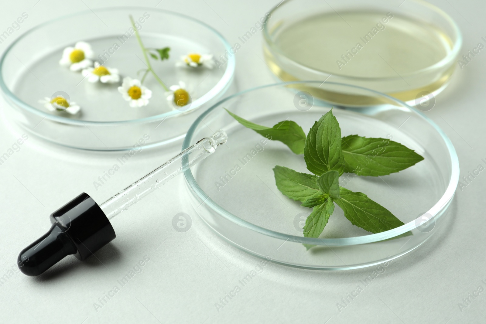 Photo of Petri dishes and plants on light grey background