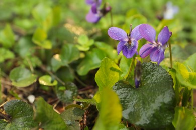 Photo of Beautiful wild violets blooming in forest, space for text. Spring flowers