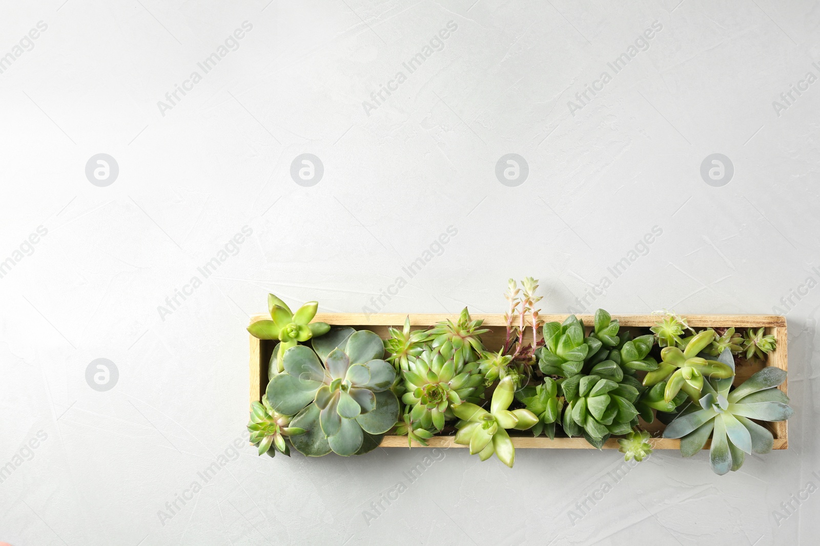 Photo of Many different echeverias in wooden tray on light grey background, top view with space for text. Succulent plants