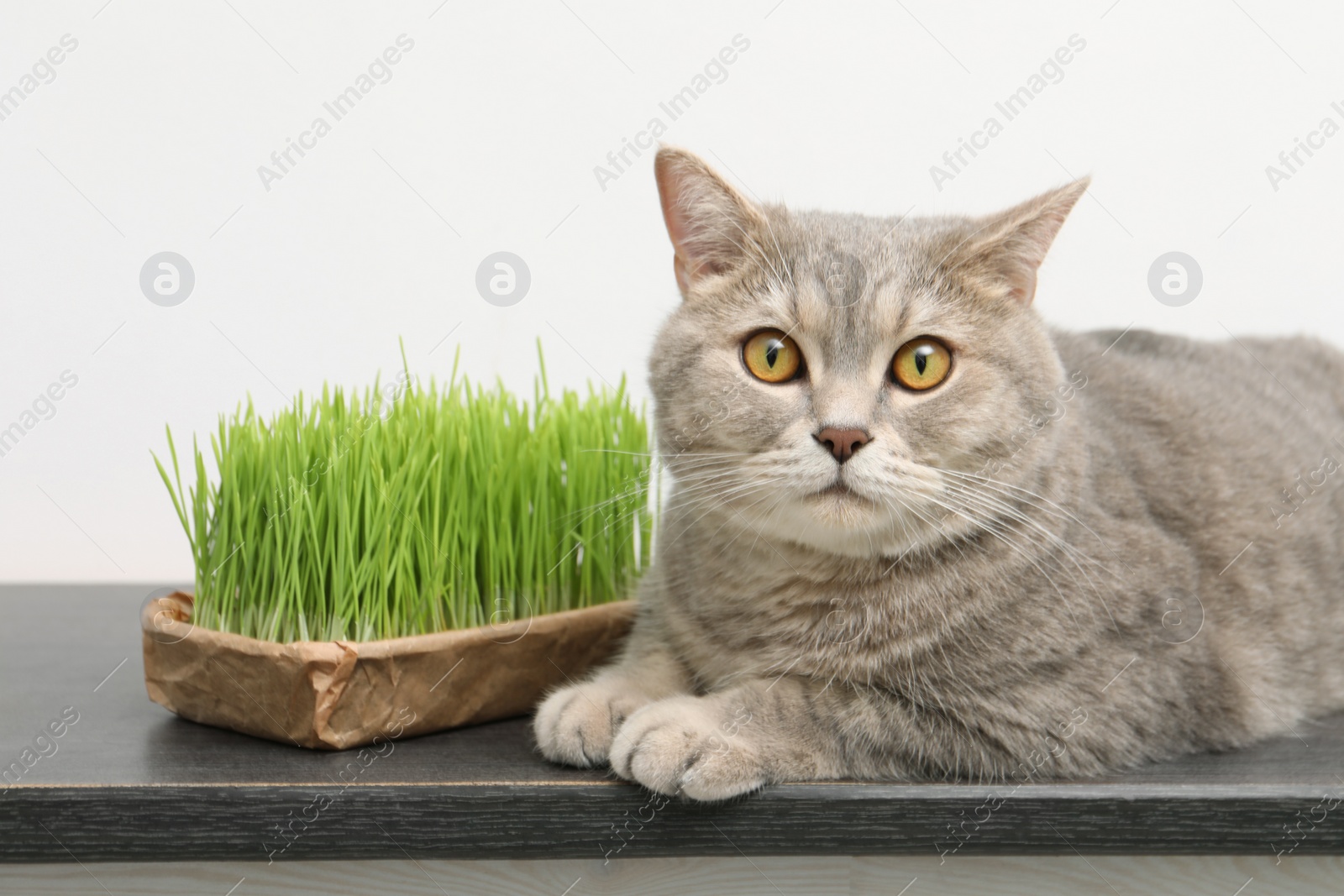 Photo of Cute cat and fresh green grass on wooden desk near white wall indoors