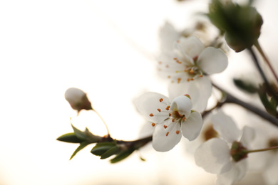 Closeup view of blossoming tree outdoors on spring day