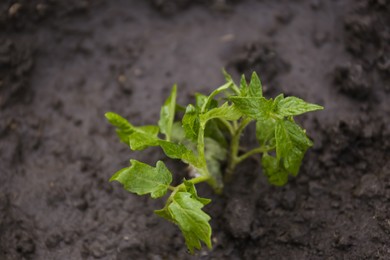 Young tomato seedling in fertile soil, above view. Gardening time
