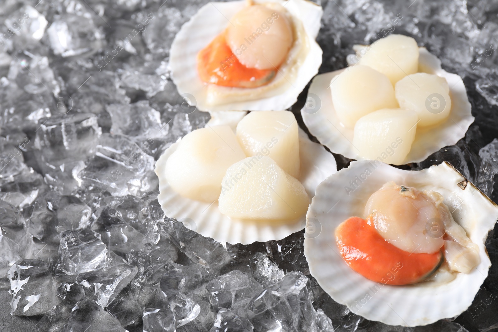 Photo of Fresh raw scallops with shells on ice cubes, closeup. Space for text