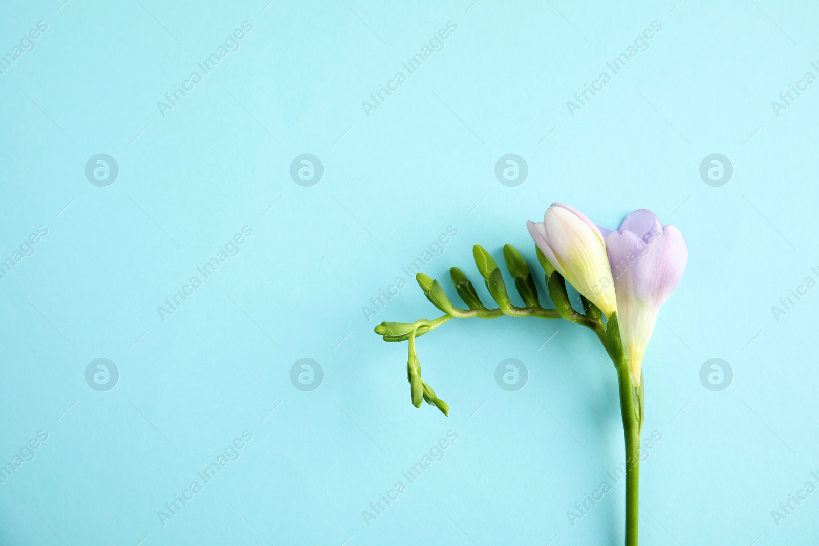 Photo of Beautiful freesia with fragrant flowers on color background, top view. Space for text