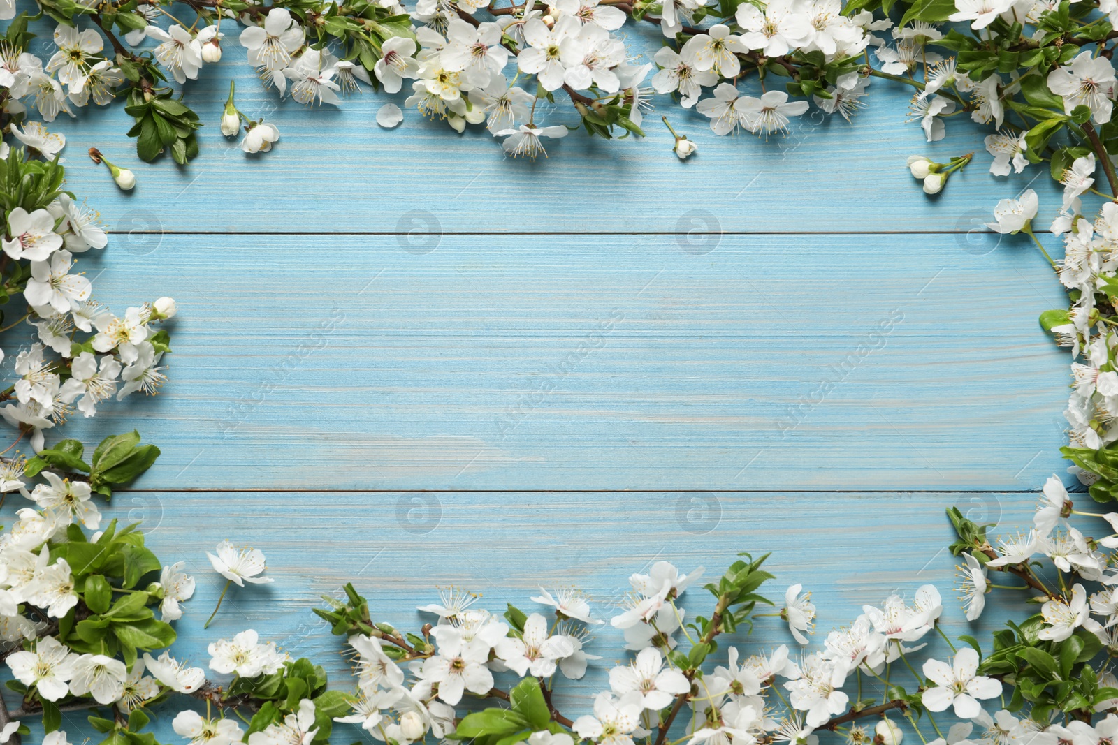 Photo of Frame of cherry tree branches with beautiful blossoms on light blue wooden table, flat lay. Space for text