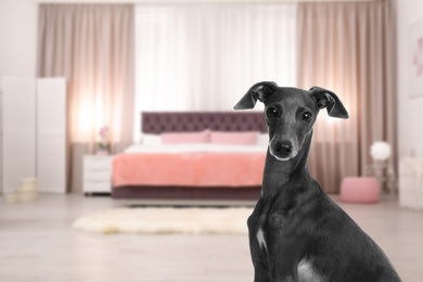 Image of Cute dog in room, space for text. Pet friendly hotel 