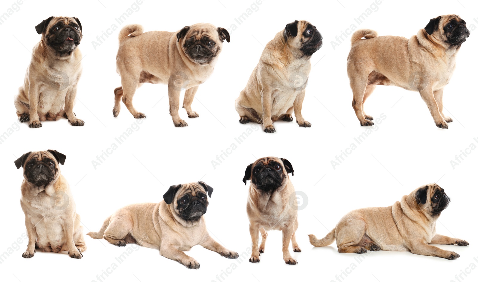 Image of Collage with photos of cute dog on white background