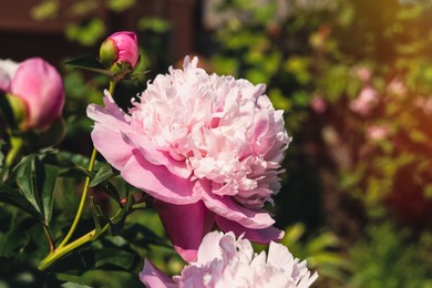 Wonderful pink peonies in garden, closeup. Space for text