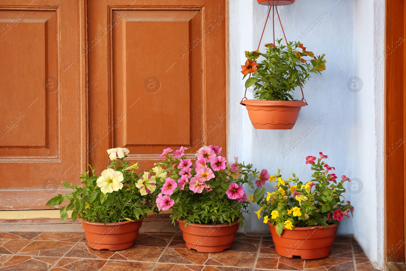 Photo of Beautiful petunia flowers in pots on steps near front door