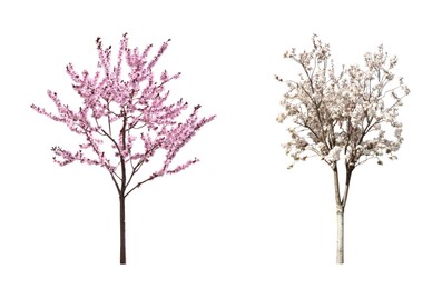 Beautiful blossoming sakura trees on white background, collage 