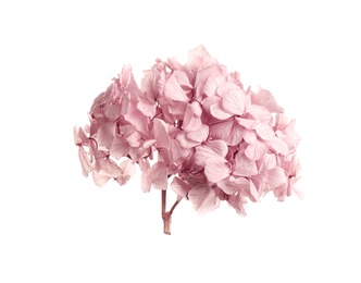 Beautiful pink hortensia flowers on white background