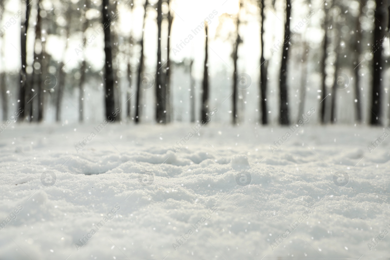 Photo of Ground covered with snow in forest, closeup