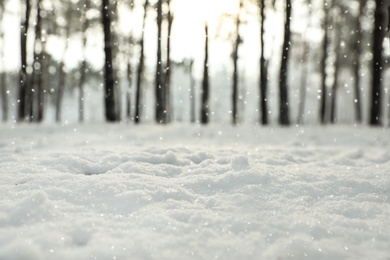 Ground covered with snow in forest, closeup