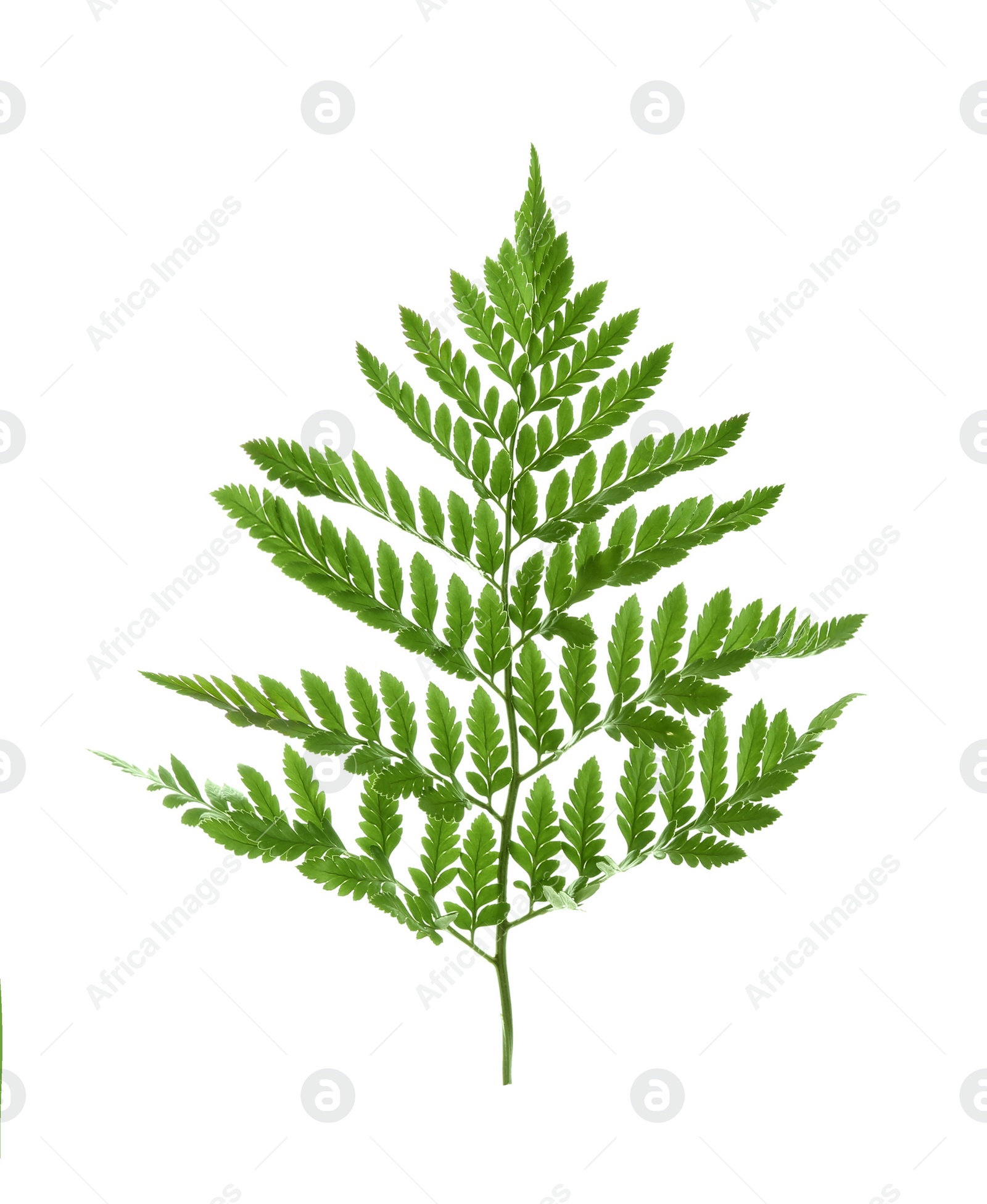 Photo of Beautiful tropical fern leaf on white background