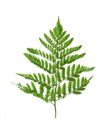 Beautiful tropical fern leaf on white background