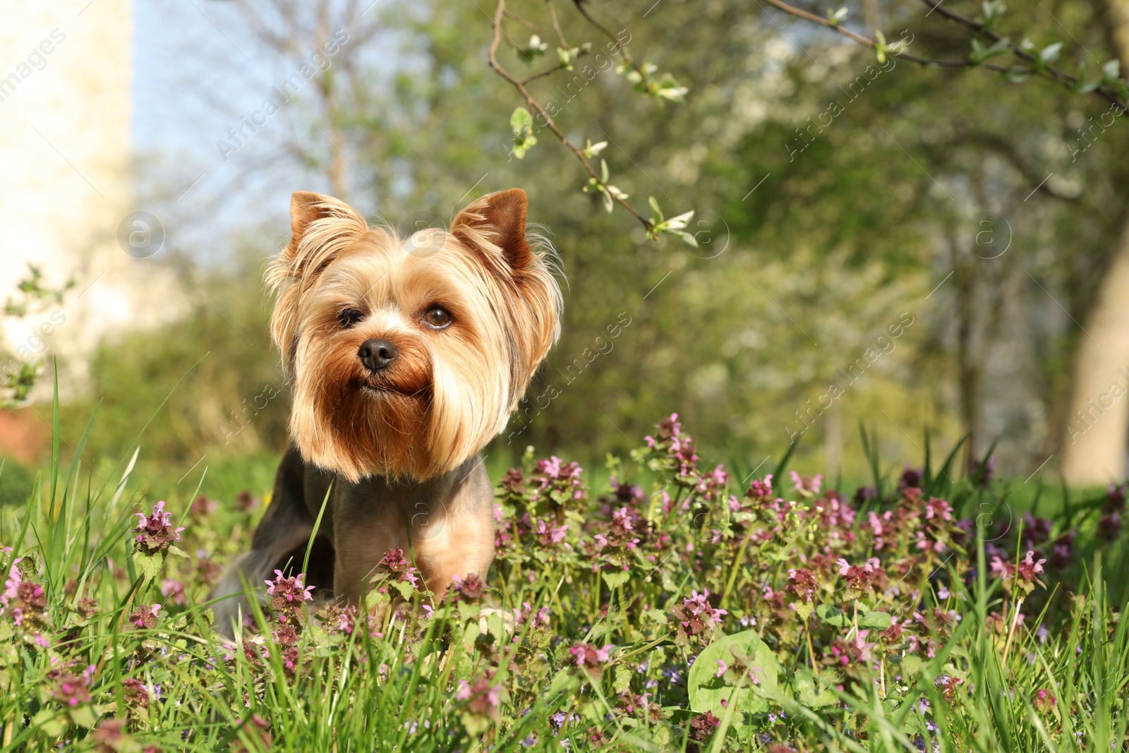 Photo of Cute Yorkshire terrier among beautiful wildflowers in park on sunny spring day