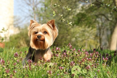 Photo of Cute Yorkshire terrier among beautiful wildflowers in park on sunny spring day