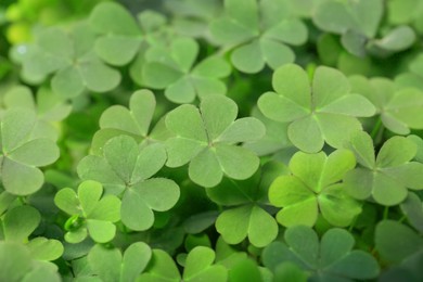 Closeup view of beautiful green clover leaves