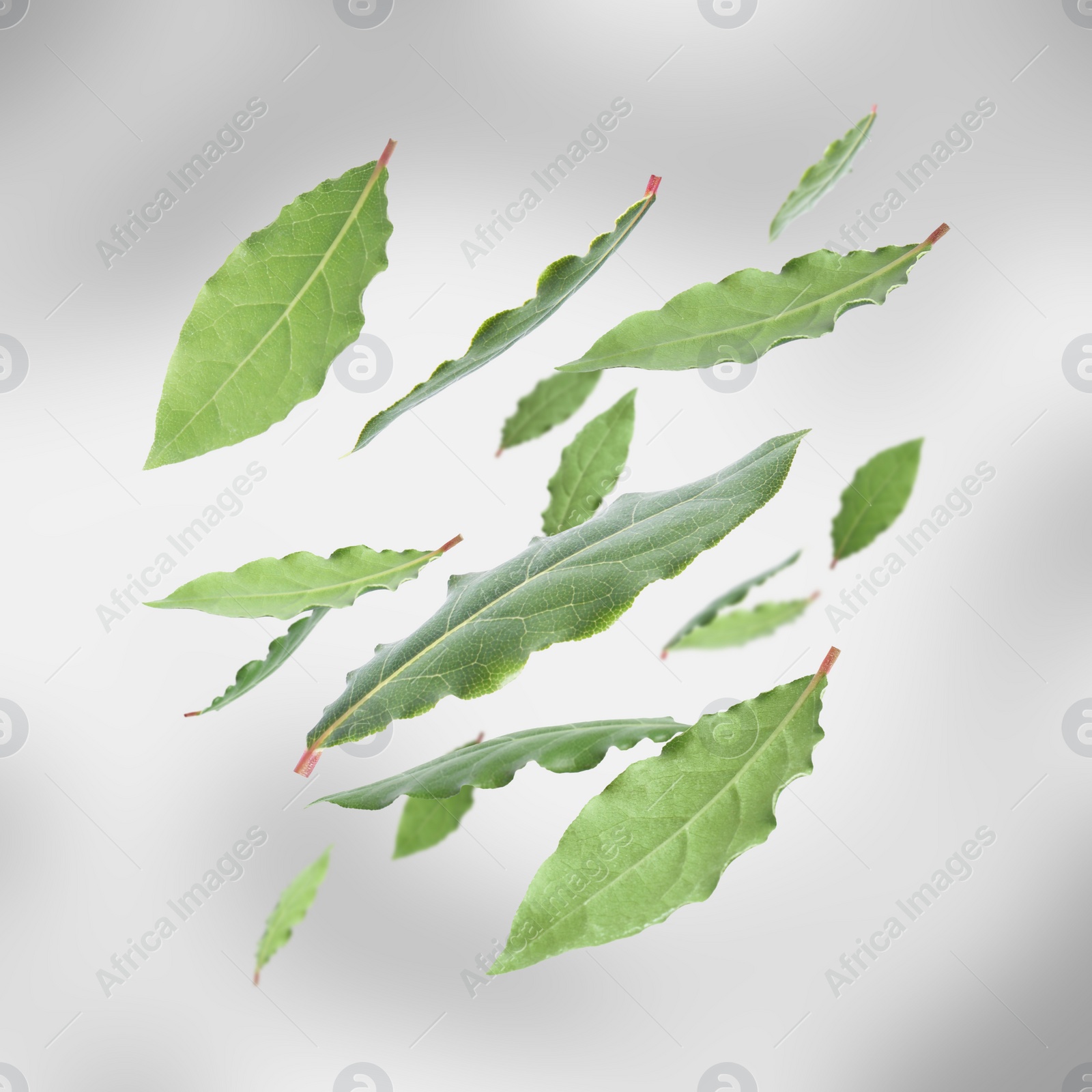 Image of Fresh bay leaves falling on light grey background