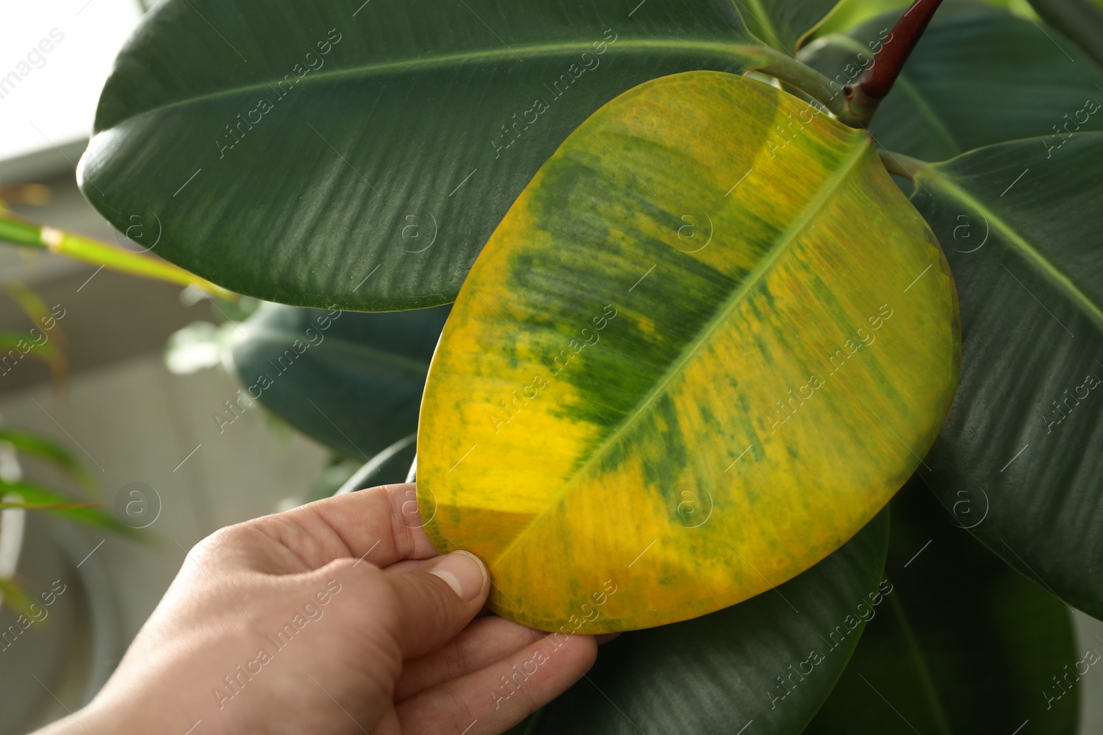 Photo of Woman near houseplant with leaf blight disease, closeup