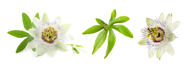 Set with Passiflora plant (passion fruit) flowers and leaves on white background. Banner design