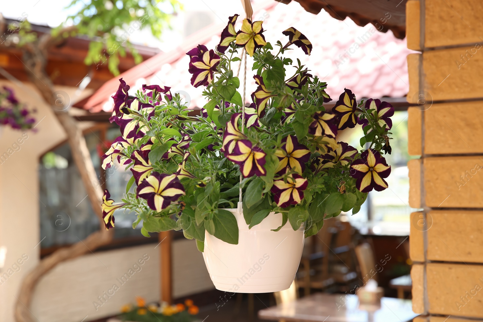 Photo of Beautiful flowers in hanging plant pot outdoors on sunny day