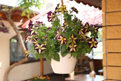 Beautiful flowers in hanging plant pot outdoors on sunny day