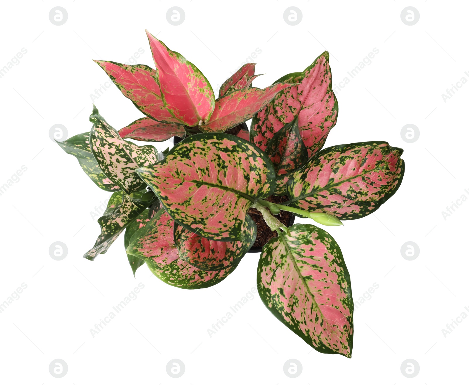 Photo of Beautiful Aglaonema plants isolated on white, top view. House decor