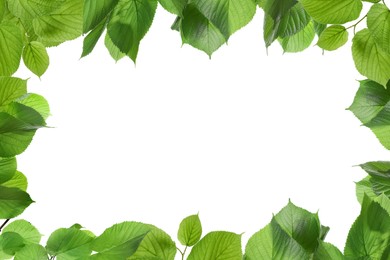 Frame of beautiful vibrant green leaves on white background