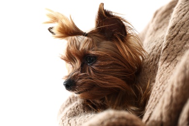 Woman holding cute Yorkshire terrier, closeup. Happy dog